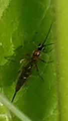 Tromatobia lineatoria