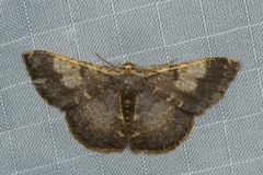 Peratophyga venetia