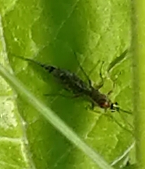 Tromatobia lineatoria