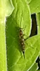 Tromatobia lineatoria