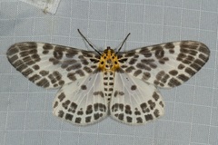 Pogonopygia nigralbata