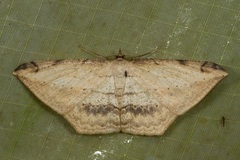Probithia exclusa
