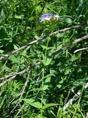 Phlox idahonis