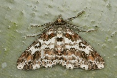 Prochasma dentilinea