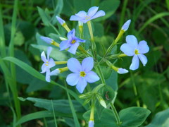 Phlox idahonis