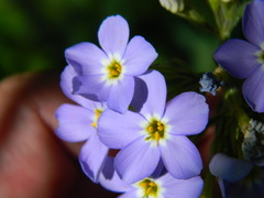 Phlox idahonis