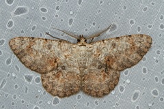 Hypomecis subdetractaria