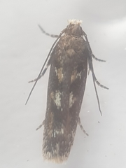 Caryocolum marmorea