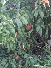 Prunus persica nucipersica