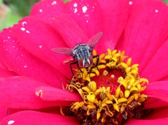 Winthemia quadripustulata