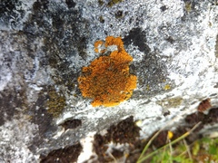 Variospora aurantia