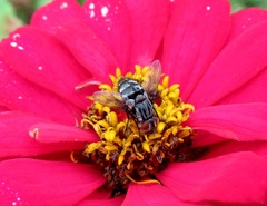 Winthemia quadripustulata