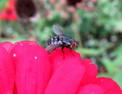 Winthemia quadripustulata
