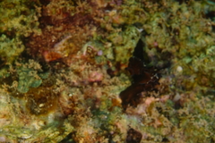 Aplysia nigrocincta