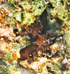 Aplysia nigrocincta