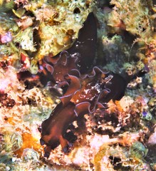 Aplysia nigrocincta