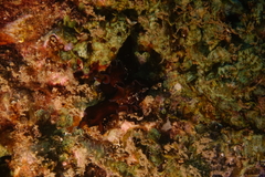 Aplysia nigrocincta
