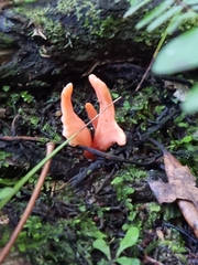 Clavulinopsis sulcata