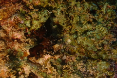 Aplysia nigrocincta
