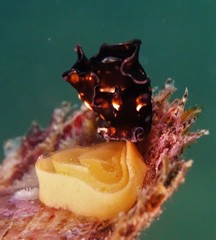 Aplysia nigrocincta