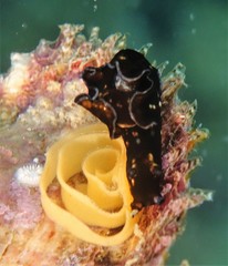 Aplysia nigrocincta