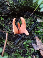 Clavulinopsis sulcata