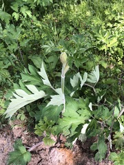 Heracleum dissectum