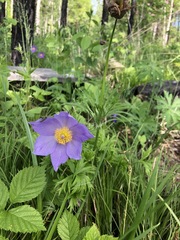 Pulsatilla patens