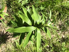 Lilium martagon pilosiusculum