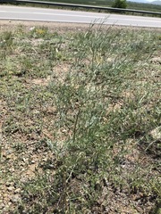 Asparagus burjaticus