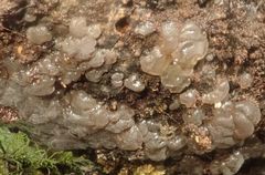 Exidia novozealandica