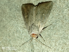 Lepidoptera