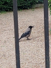 Corvus cornix