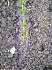 Echium vulgare