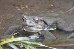 Bufo formosus