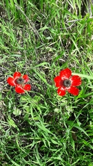 Ranunculus asiaticus