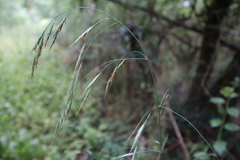 Bromus ramosus