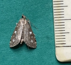 Udea olivalis