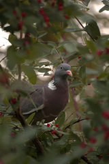 Columba palumbus