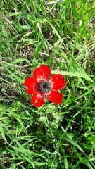Ranunculus asiaticus