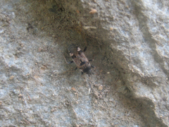 Panaorus csikii