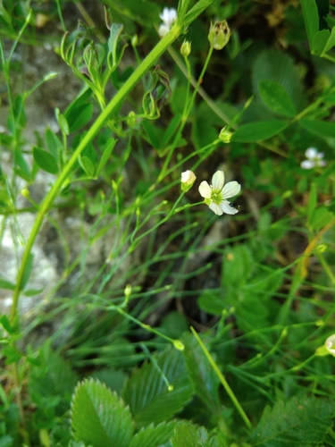 ľan prečisťujúci (Linum catharticum)