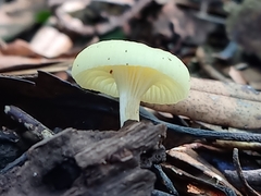 Hygrophoroideae