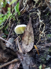 Hygrophoroideae