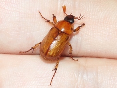 Cyclocephala pasadenae