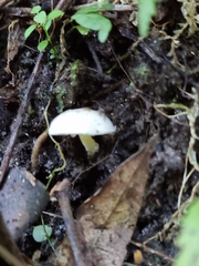 Hygrophoroideae