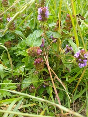 Prunella vulgaris