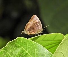 Arhopala madytus