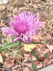 Centaurea jacea