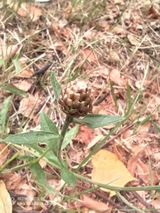 Centaurea jacea